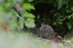 Brown Rat - Rattus norvegicus) Leela Channer